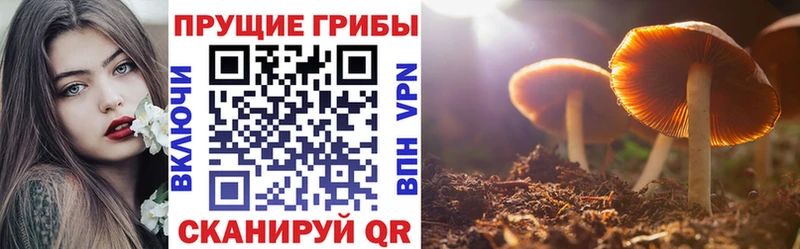 Псилоцибиновые грибы Cubensis  Купить где  Серпухов 